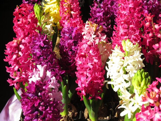 Czy hiacynt jest jednoroczny?