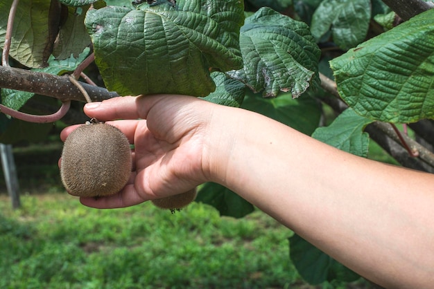 Drzewo kiwi gdzie rośnie w naturalnych warunkach?