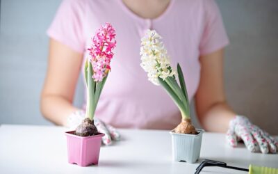 Frezje w doniczce kiedy sadzić aby cieszyć się kwiatami w domu?