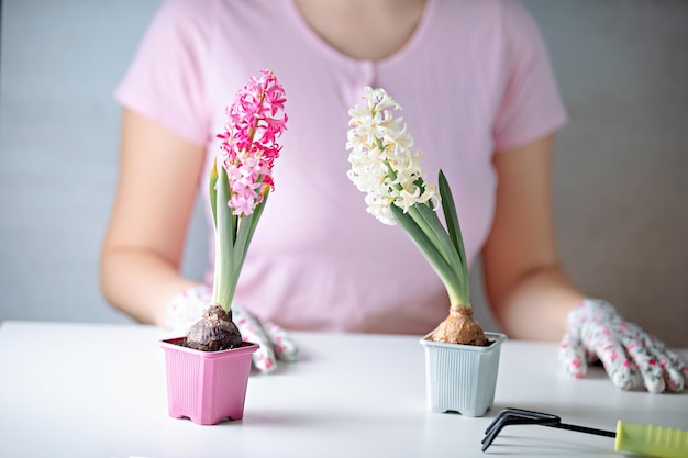 Frezje w doniczce kiedy sadzić aby cieszyć się kwiatami w domu?