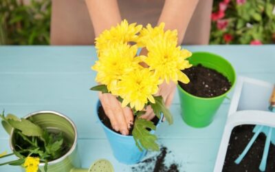 Jakie kwiaty sadzimy na wiosnę i czym się kierować przy wyborze?