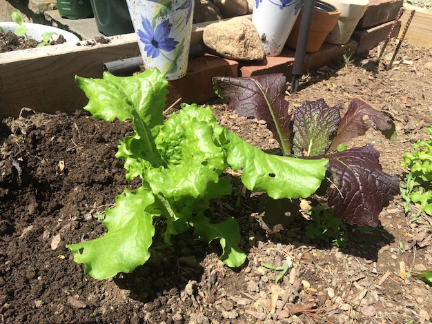 Jakie warzywa sadzić na działce, by cieszyć się plonami?