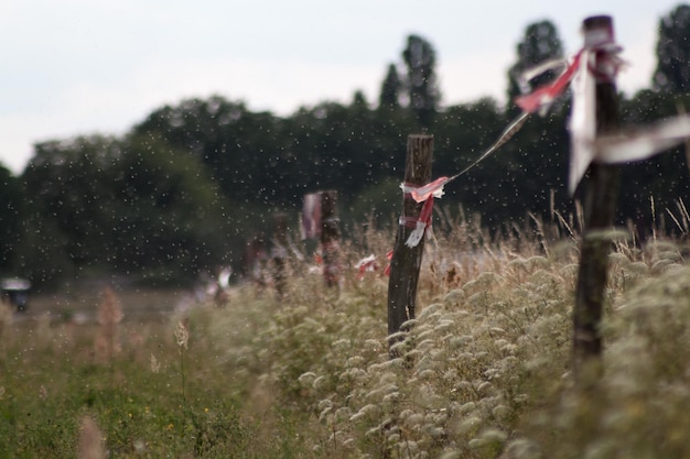 Kiedy oprysk roundupem daje najlepsze efekty?