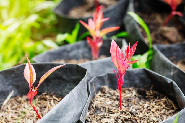 Mieczyki z czym sadzić żeby pięknie rosły?