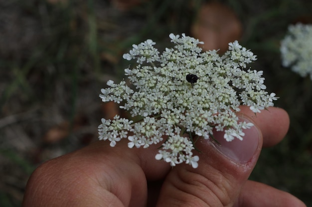Na co pomaga krwawnik pospolity w codziennym zastosowaniu?