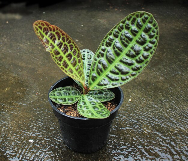 Philodendron green princess jaka ziemia sprawdzi się najlepiej?