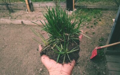 Rozplenica japońska Hameln kiedy sadzić aby cieszyć się piękną trawą w ogrodzie?