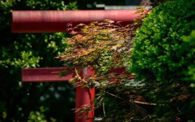 Tawuła japońska jak szybko rośnie i czego można się spodziewać w ogrodzie?