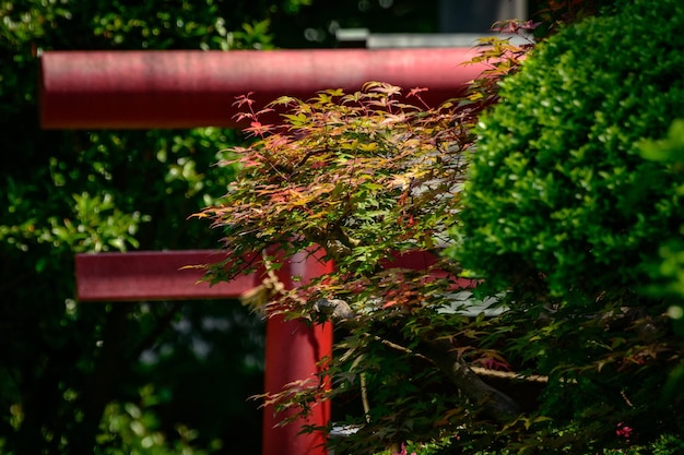 Tawuła japońska jak szybko rośnie i czego można się spodziewać w ogrodzie?