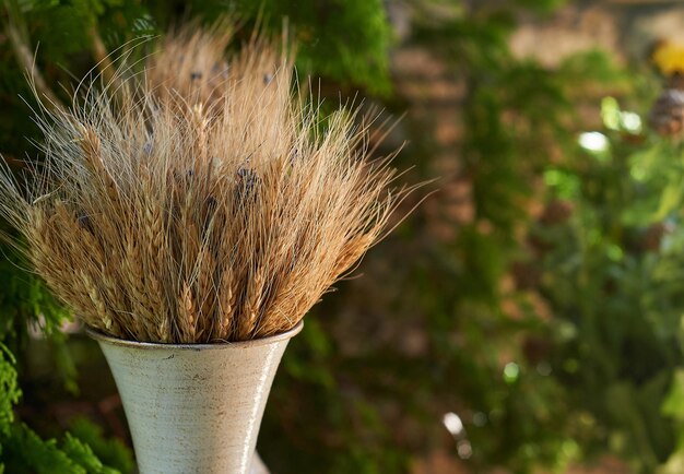 Trawa pampasowa czy przycinać ją na wiosnę?