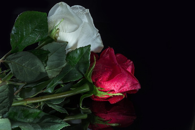 Co na czarną plamistość róży sprawdza się w ogrodzie?