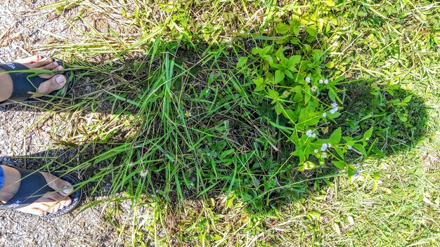 Czy trawy ozdobne lubią kwaśną ziemię?