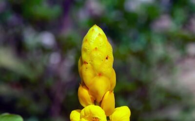 Gdzie rośnie kurkuma i dlaczego jest tak ceniona?