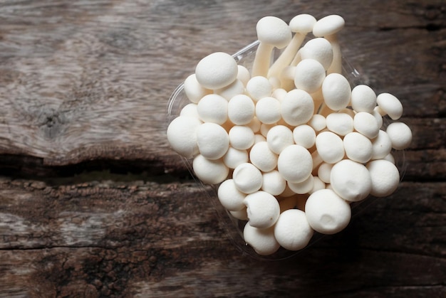 Gdzie występuje grzybień biały i dlaczego przyciąga miłośników przyrody?