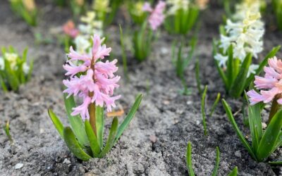 Hiacynt kiedy do gruntu sadzić, aby pięknie zakwitł?