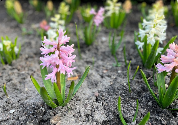 Hiacynt kiedy do gruntu sadzić, aby pięknie zakwitł?