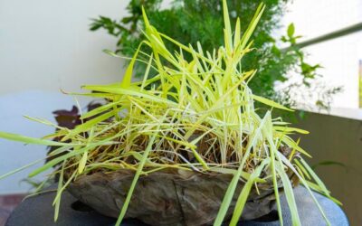 Jak sadzić rozplenicę japońską w ogrodzie?