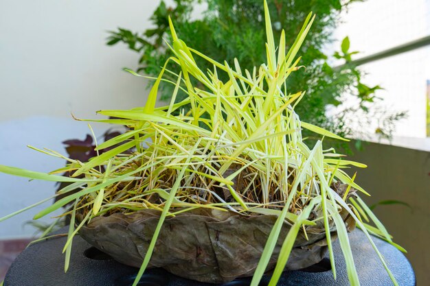 Jak sadzić rozplenicę japońską w ogrodzie?