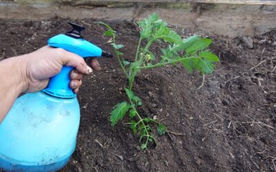 Jak stosować hydrożel w ogrodzie, aby poprawić nawodnienie roślin?