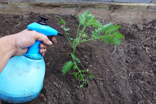 Jak stosować hydrożel w ogrodzie, aby poprawić nawodnienie roślin?