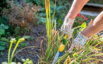 Jakie cebulki sadzić jesienią żeby ogród zakwitł wiosną?