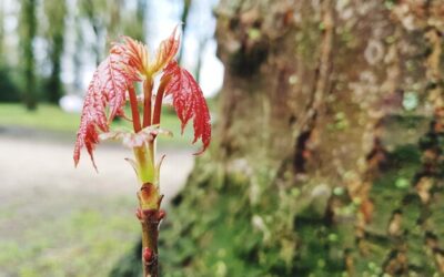 Kanna kiedy kwitnie i jak rozpoznać ten moment?