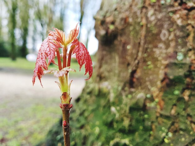 Kanna kiedy kwitnie i jak rozpoznać ten moment?