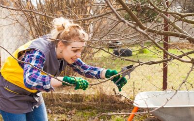 Kiedy ciąć tawułę żeby pięknie zakwitła?