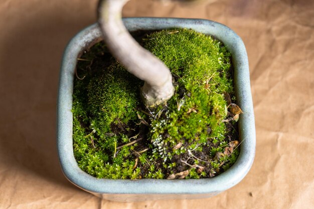 Mech jak usunąć z trawnika bez użycia chemii?