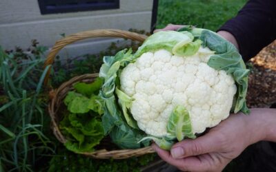 Obok czego sadzić kalafior w przydomowym warzywniku?