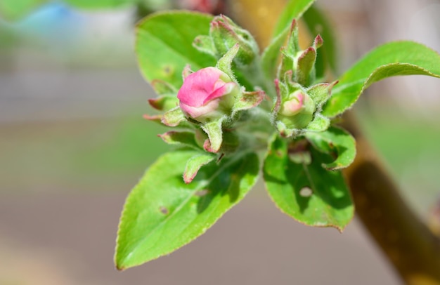 Pigwa jak kwitnie i kiedy można podziwiać jej kwiaty?