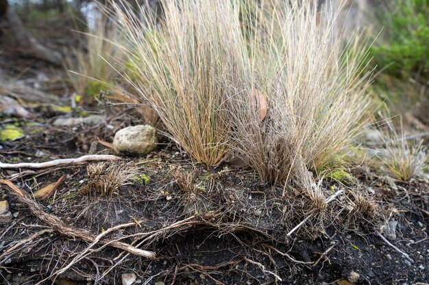 Rozplenica jaka ziemia będzie dla niej odpowiednia?