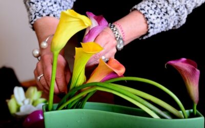 Calla lily jak pielęgnować roślinę w domowych warunkach?