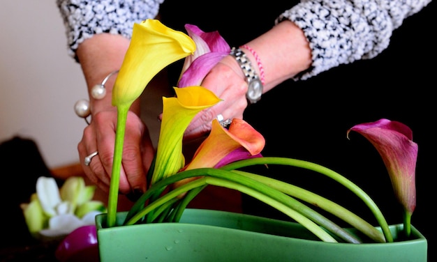 Calla lily jak pielęgnować roślinę w domowych warunkach?