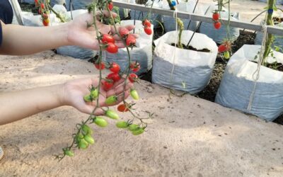 Co można sadzić po pomidorach w ogrodzie?