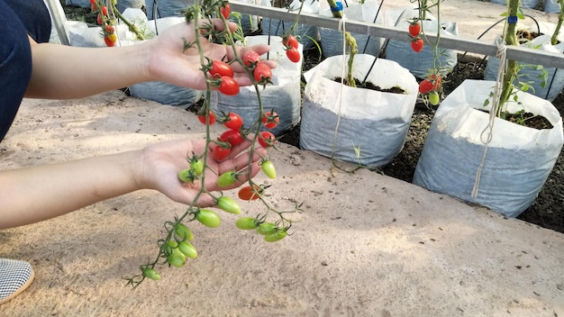 Co można sadzić po pomidorach w ogrodzie?