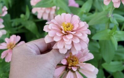 Dahlia jak sadzić by cieszyć się pięknymi kwiatami w ogrodzie