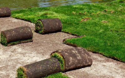 Jak podlewać trawnik z rolki po założeniu?