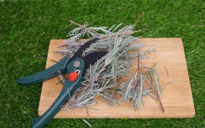 Jak ścinać trawy ozdobne, by pięknie odrastały?