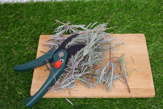 Jak ścinać trawy ozdobne, by pięknie odrastały?