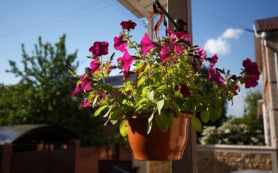 Jakie kwiaty na balkon w cieniu sprawdzą się najlepiej?