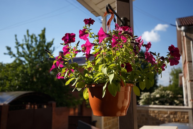 Jakie kwiaty na balkon w cieniu sprawdzą się najlepiej?