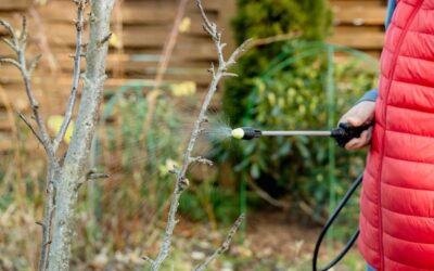 Jakie opryski na iglaki wiosną sprawdzą się w ogrodzie?