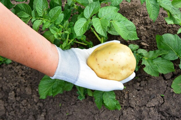Koło czego sadzić ziemniaki, aby dobrze rosły?