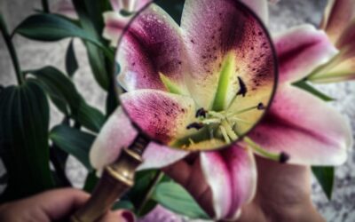 Lilie jak sadzić i pielęgnować w ogrodzie?