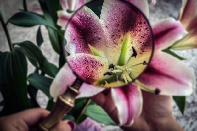 Lilie jak sadzić i pielęgnować w ogrodzie?