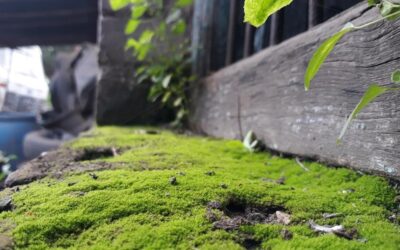 Mech w ogrodzie jak się go pozbyć skutecznie?