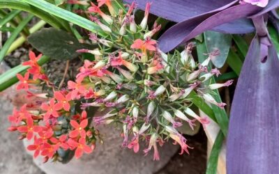 Mieczyki kwiaty jak sadzić w ogrodzie aby pięknie rosły?