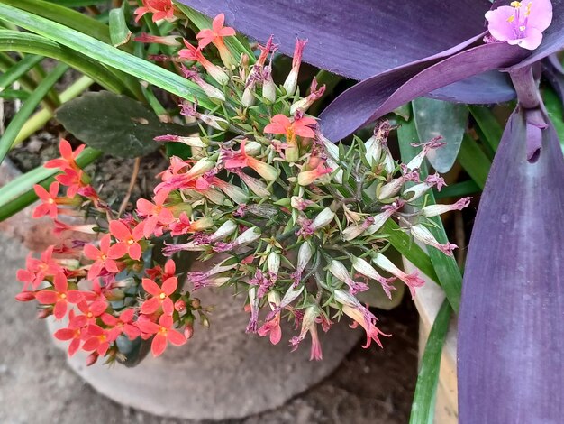 Mieczyki kwiaty jak sadzić w ogrodzie aby pięknie rosły?