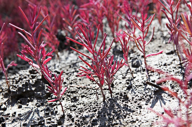 Rozplenica rubrum kiedy sadzić aby cieszyć się pięknymi kłosami?